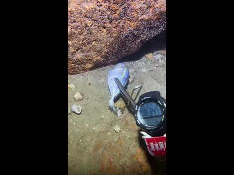 Thumbnail for LIVE🔴-I catching seafood on the seafloor. Look what I caught.-Z1024#fishing #ocean #deepsea #beach