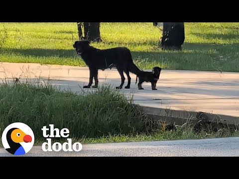 Thumbnail for Stray Dog Kept Bringing This Family Her Puppies To Babysit | The Dodo