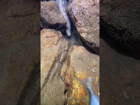 Thumbnail for LIVE🔴-I catching seafood on the seafloor. Look what I caught.-Z1001-2#fishing #ocean #deepsea #beach