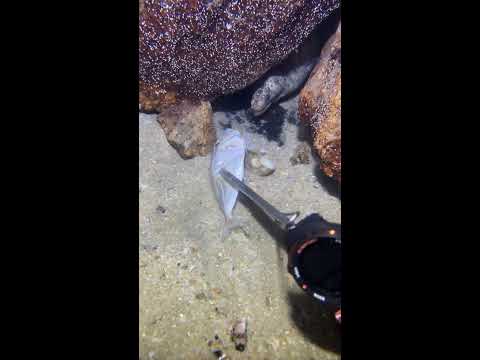 Thumbnail for LIVE🔴-I catching seafood on the seafloor. Look what I caught.-Z1016-1#fishing #ocean #deepsea #beach