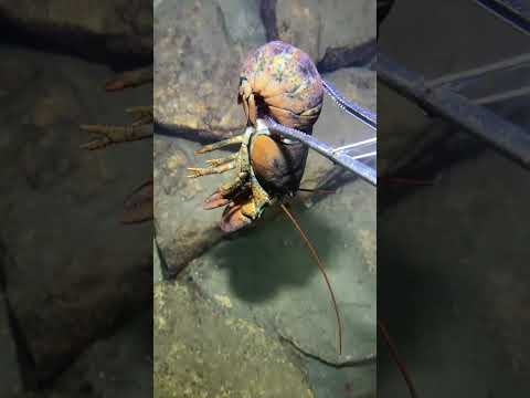 Thumbnail for LIVE🔴-I catching seafood on the seafloor. Look what I caught.-Z1023-1#fishing #ocean #deepsea #beach