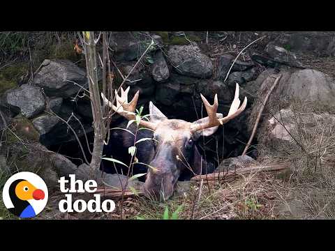 Thumbnail for Moose Who Fell In A Well Gets Rescued With A Lot Of Trial And Error | The Dodo