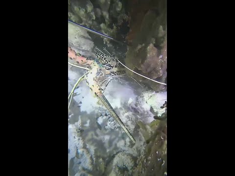 Thumbnail for Real Night Diving Livestream – Lobster Hunting and Deep Sea Adventure at Coral Reef
