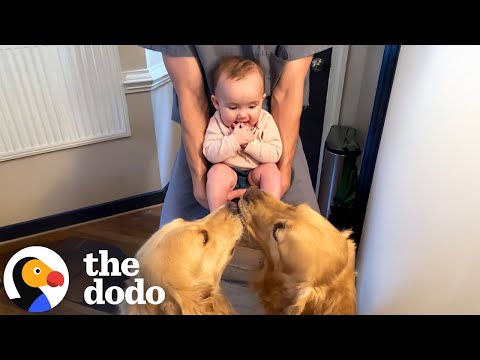 Thumbnail for Dog Brothers Love Sharing Toys With Newborn Baby Sister | The Dodo