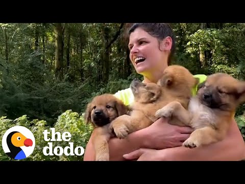 Thumbnail for Woman Comes Home With Not One, But Two Litters Of Puppies | The Dodo