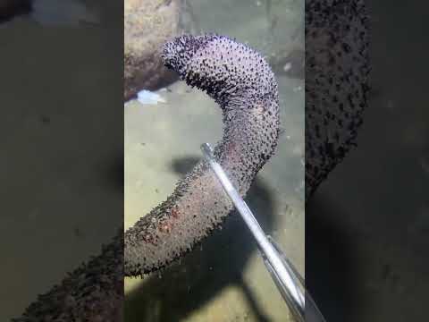 Thumbnail for LIVE🔴-I catching seafood on the seafloor. Look what I caught.-Z1003-1#fishing #ocean #deepsea #beach