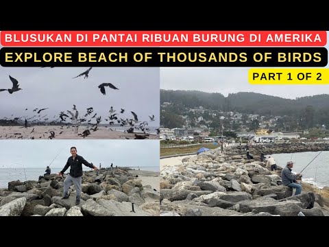 Thumbnail for EXPLORE BEACH OF THOUSANDS OF BIRDS (BLUSUKAN DI PANTAI RIBUAN BURUNG DI AMERIKA) - PART 1