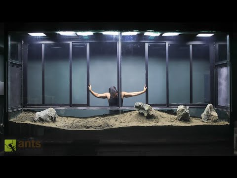 Thumbnail for Building the Largest Vivarium I've Ever Made "VIV IV"