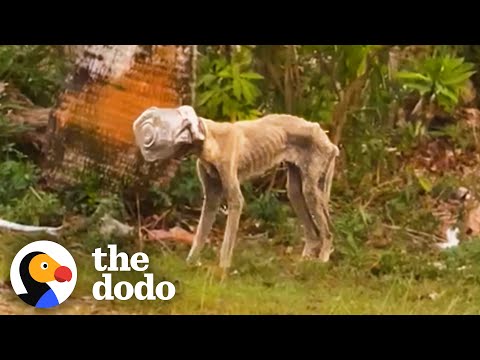 Thumbnail for Stray Dog With Jar Stuck On Head For Weeks Comes Out Of Her Shell | The Dodo