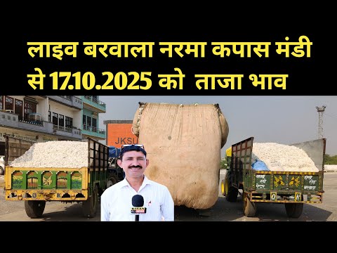 Thumbnail for लाइव बरवाला नरमा कपास मंडी से 17.10.2025 को  ताजा भाव