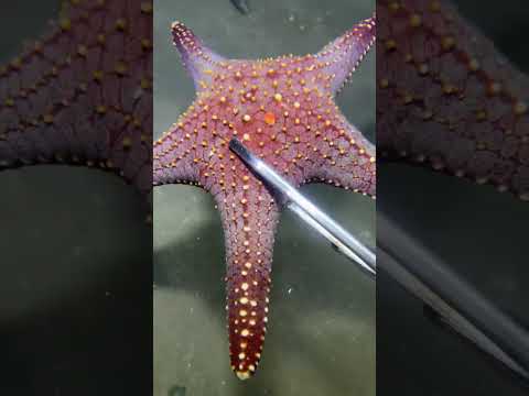 Thumbnail for LIVE🔴-I catching seafood on the seafloor. Look what I caught.-Z1019#fishing #ocean #deepsea #beach