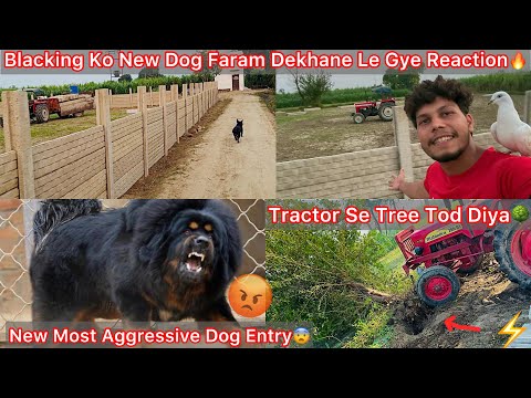 Thumbnail for New Dog Faram Ki Guarding K Liya Most Aggressive Dog Mil Gya🐶💪Blacking Ko Faram Par Le Gye🔥