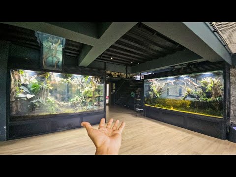 Thumbnail for Full Update & Tour of My Vivariums, Ant Room, and Giant Home Aviary