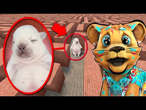 Thumbnail for I PUT PIBBLE IN A MAZE!