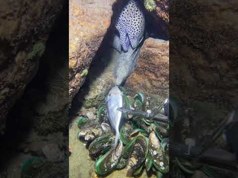 Thumbnail for LIVE🔴-I catching seafood on the seafloor. Look what I caught.-Z1017#fishing #ocean #deepsea #beach