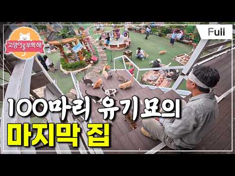 Thumbnail for [Full] 고양이를 부탁해 - 100마리 유기묘의 마지막 집