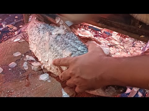 Thumbnail for Uzzal Fish Cutting is live!various types of fish cutting 🐠🐟🐠🐟