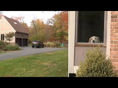 Thumbnail for Video shows coyote attacking woman with dog in her backyard in New Jersey