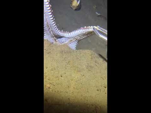 Thumbnail for LIVE🔴-I catching seafood on the seafloor. Look what I caught.-Z1016-5#fishing #ocean #deepsea #beach