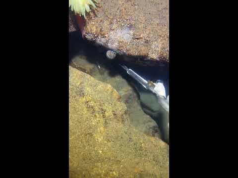 Thumbnail for LIVE🔴-I catching seafood on the seafloor. Look what I caught.-Z1011-1#fishing #ocean #deepsea #beach