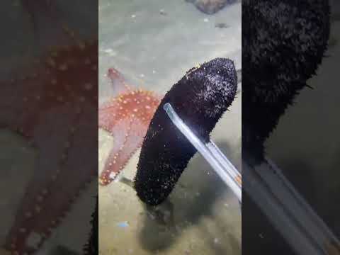 Thumbnail for LIVE🔴-I catching seafood on the seafloor. Look what I caught.-Z1007-1#fishing #ocean #deepsea #beach