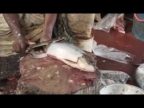 Thumbnail for How To Cut Fish 3