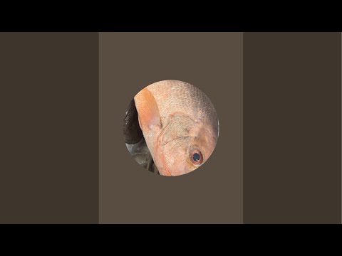 Thumbnail for Daliy cutting fish and chicken is live