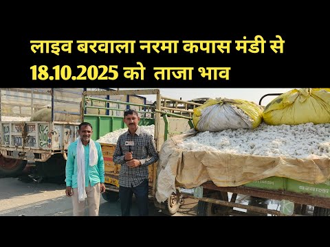 Thumbnail for लाइव बरवाला नरमा कपास मंडी से 18.10.2025 को  ताजा भाव