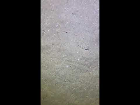 Thumbnail for LIVE🔴-I catching seafood on the seafloor. Look what I caught.-Z1007-4#fishing #ocean #deepsea #beach