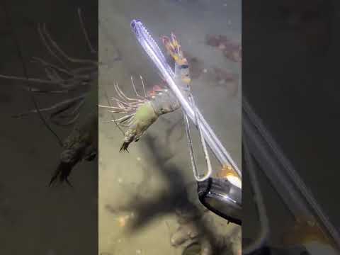 Thumbnail for LIVE🔴-I catching seafood on the seafloor. Look what I caught.-Z1012-4#fishing #ocean #deepsea #beach
