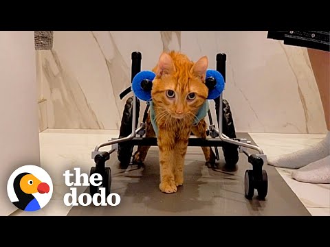 Thumbnail for Cat With Zero Coordination Has Different Kicks For Different Moods | The Dodo