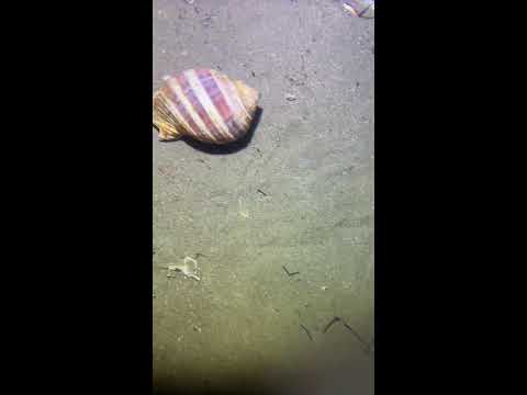 Thumbnail for LIVE🔴-I catching seafood on the seafloor. Look what I caught.-Z1022-1#fishing #ocean #deepsea #beach