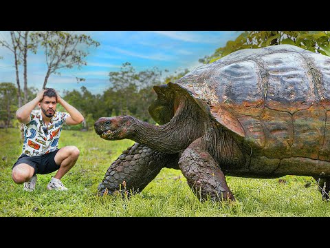 Thumbnail for La isla de las TORTUGAS GIGANTES: GALÁPAGOS (1/3)