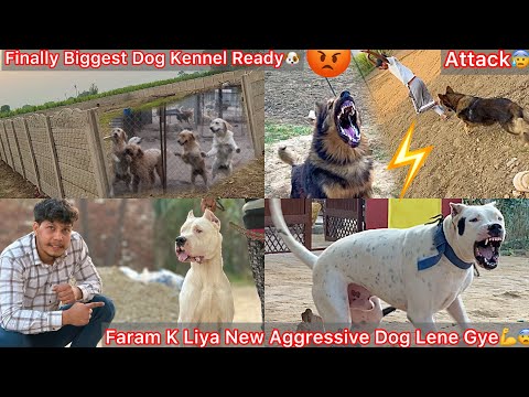 Thumbnail for Finally Apne New Dog Farm Ka Kam Complete Hogya🐶Fast Mistre🔥Guarding K Liya Aggressive Dogs Lene Gye