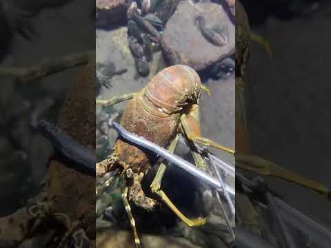 Thumbnail for LIVE🔴-I catching seafood on the seafloor. Look what I caught.-Z1013-5#fishing #ocean #deepsea #beach