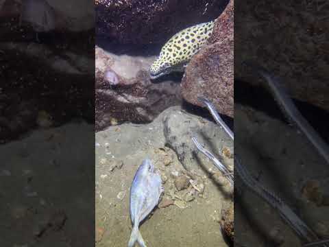 Thumbnail for LIVE🔴-I catching seafood on the seafloor. Look what I caught.-Z1018#fishing #ocean #deepsea #beach