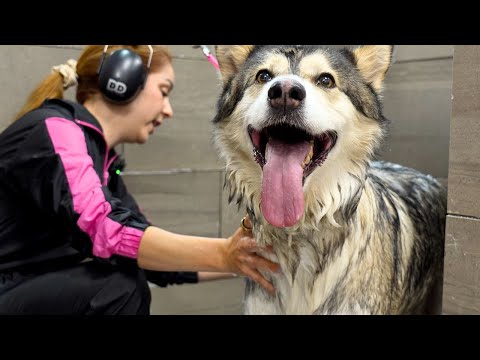Thumbnail for Simon Cowell Would Hit the Golden Buzzer for This Husky😂🎤