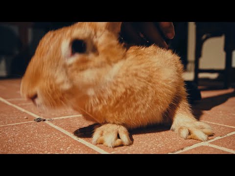 Thumbnail for Feloni19 - Force Lakka Rabbit (Official Video) Richpree