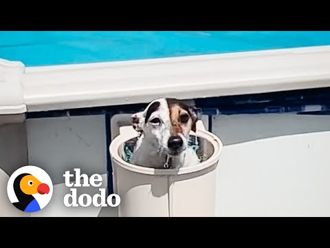 Thumbnail for Jack Russell Terrier Is A BOSS Who's Obsessed With Her Pool | The Dodo