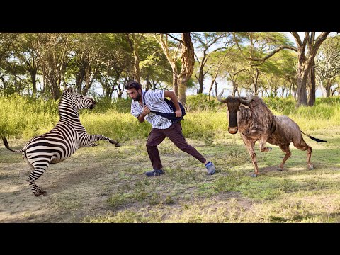 Thumbnail for Wilder beast Attacked On Me during Safari😰