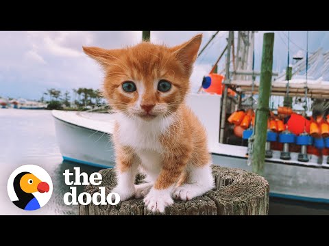 Thumbnail for Cat Raised By Dogs Races To The Ocean To Swim | The Dodo