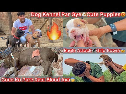 Thumbnail for Coco K Pet Se Pure Raat Blood Nikla😰 Eagle Vs Bhagat🦅 Dog Farm K Liya New Dogs Aaynge🐶Kennel Par Gye