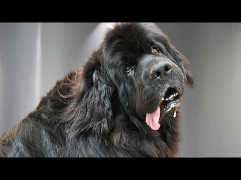 Thumbnail for I Wasn't Ready for How Sweet This Newfoundland Dog Was 😍🐾