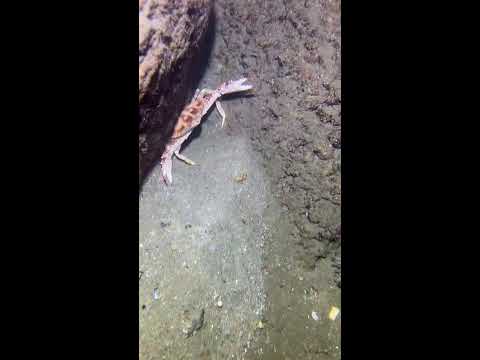 Thumbnail for LIVE🔴-I catching seafood on the seafloor. Look what I caught.-Z1016-3#fishing #ocean #deepsea #beach