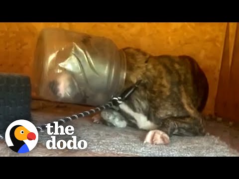 Thumbnail for The Sweetest Face Was Stuck In A Jug For Over A Week | The Dodo