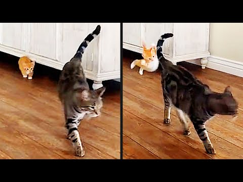 Thumbnail for He Tried A Sneak Attack