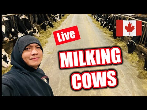 Thumbnail for MILKING COWS in CANADA #buhaycanada #canadalife #filipinoincanada #ofwlife
