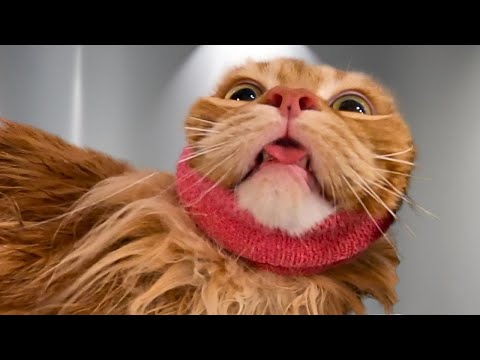 Thumbnail for Giant Orange Cat Grooming...Need I Say More?