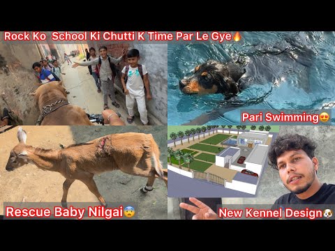 Thumbnail for New Dog Kennel Ka Design Ready Hai🐶|| School Ki Chutti K Time Par Rock Ko Le Gye🔥Pari Rotwiller Hai💪