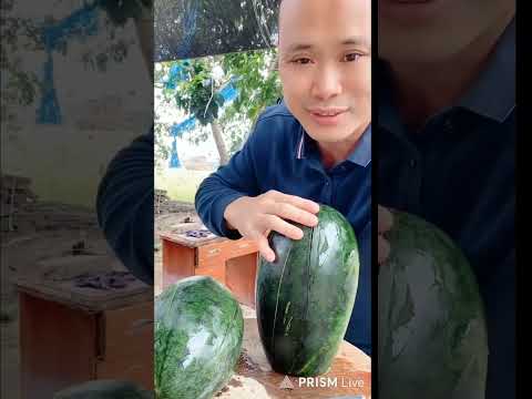 Thumbnail for 🔴how to cut watermelon by funny man 🔴